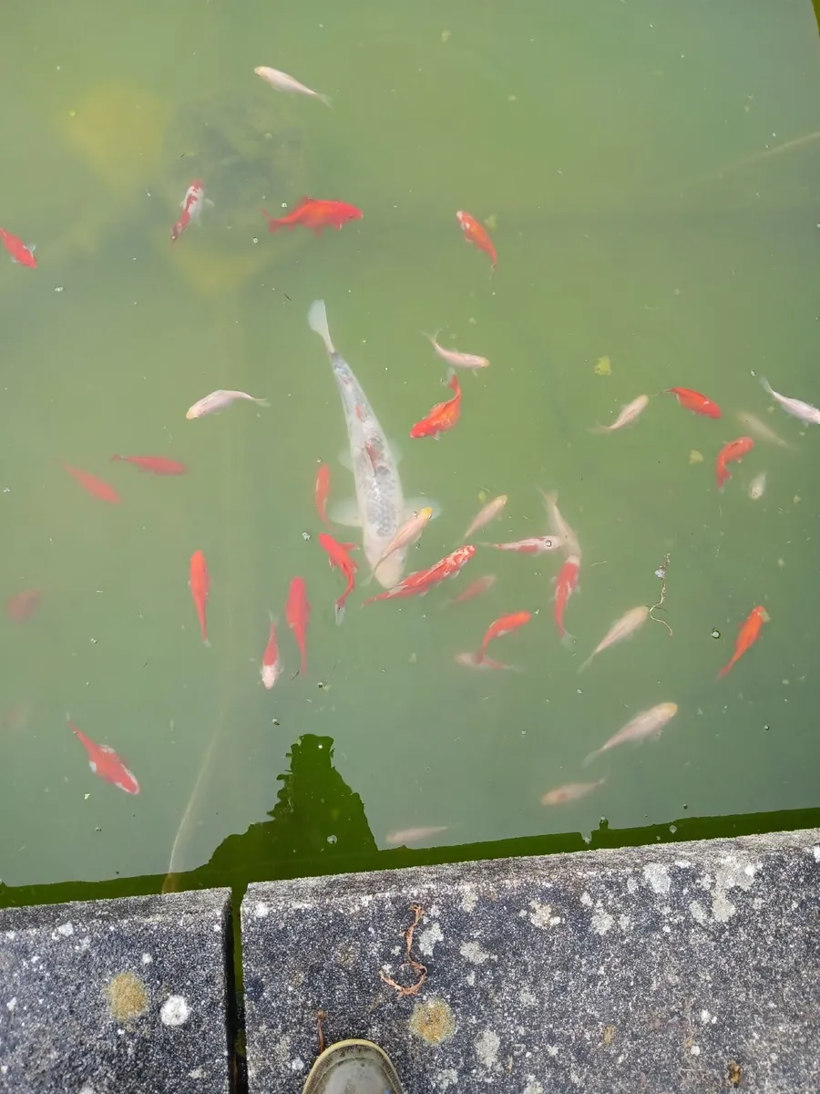Koi Fish collection. - Image 2