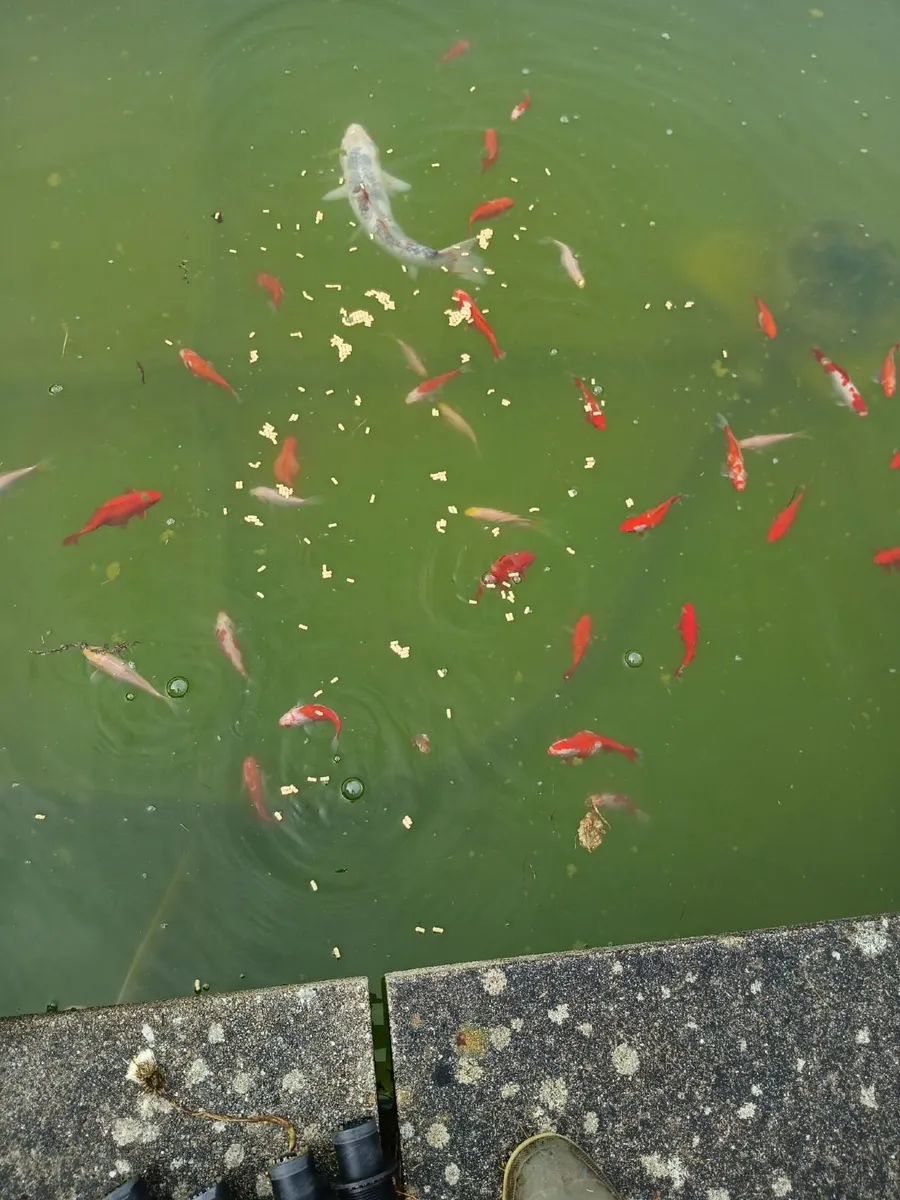 Koi Fish collection. - Image 3