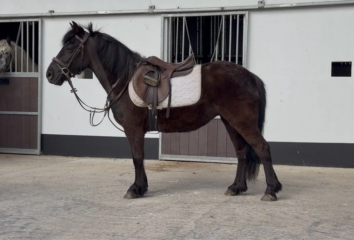 Stunning Black 12.2hh Pony - Image 1