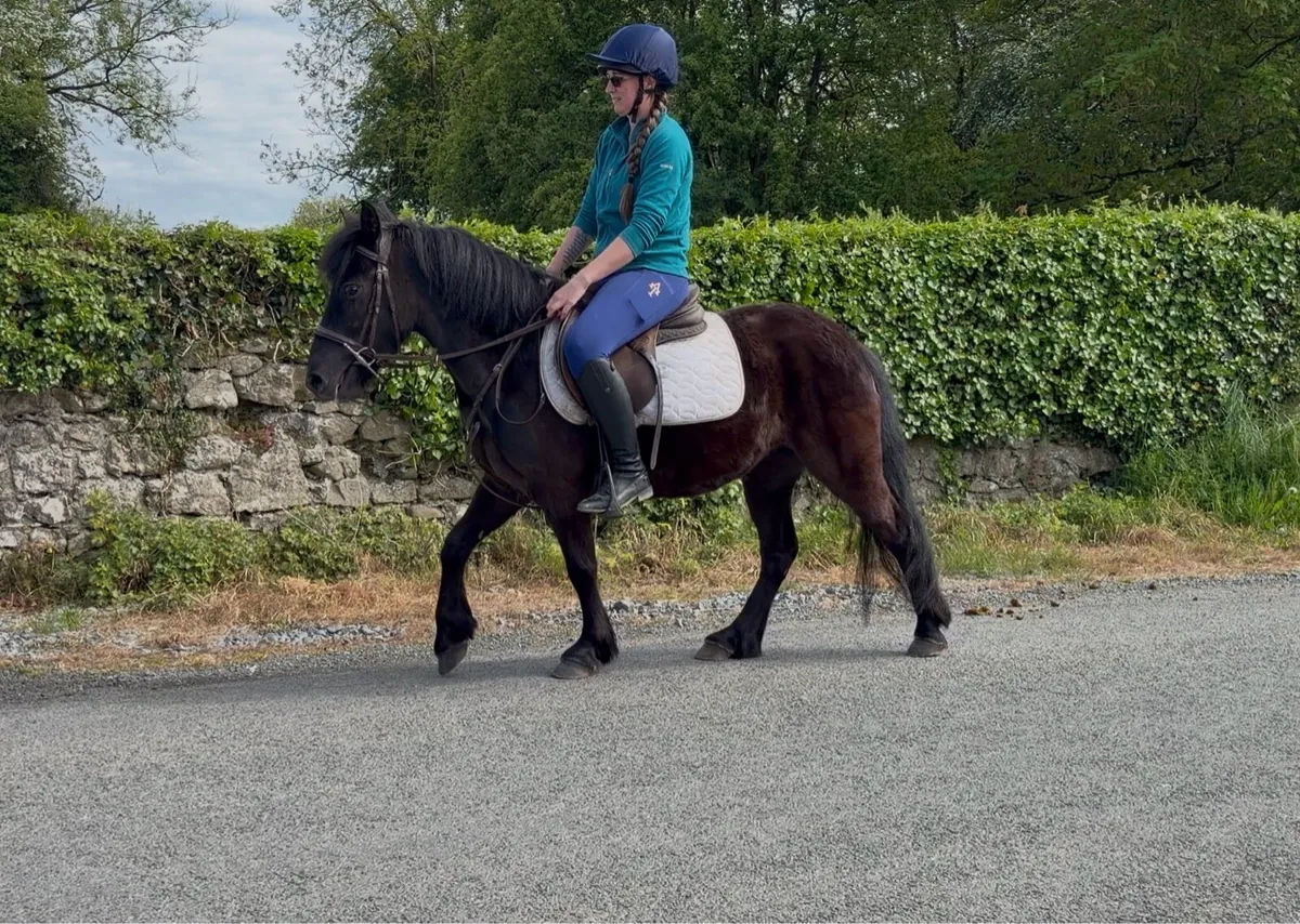 Stunning Black 12.2hh Pony - Image 2