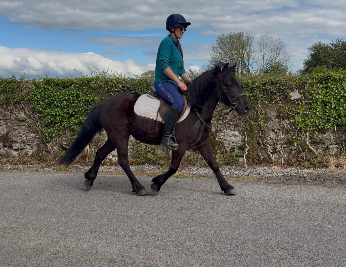 Stunning Black 12.2hh Pony - Image 3