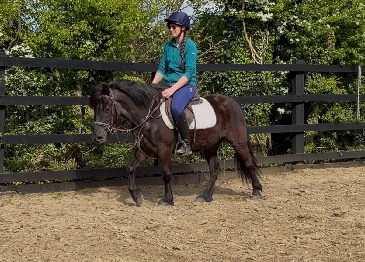 Stunning Black 12.2hh Pony - Image 4