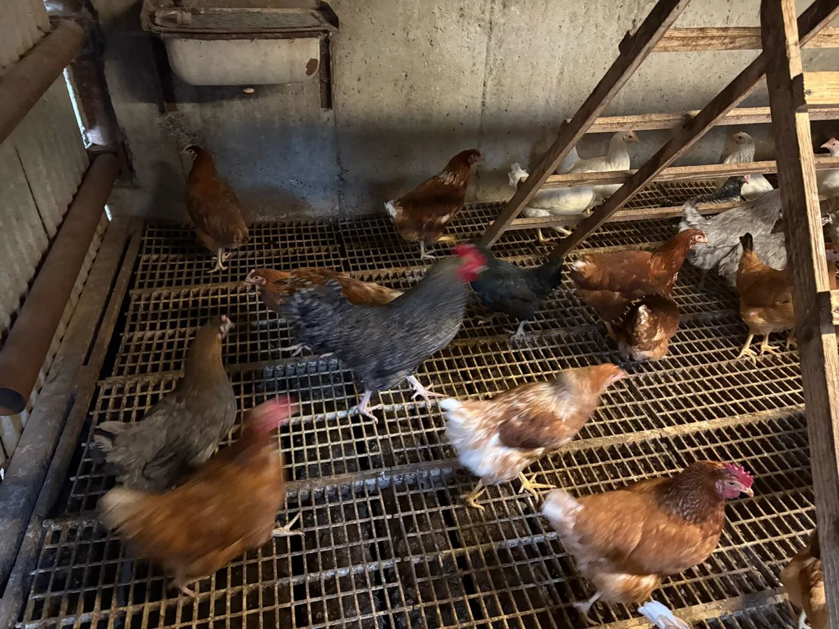 • Point Of Lay Pullets • - Image 3