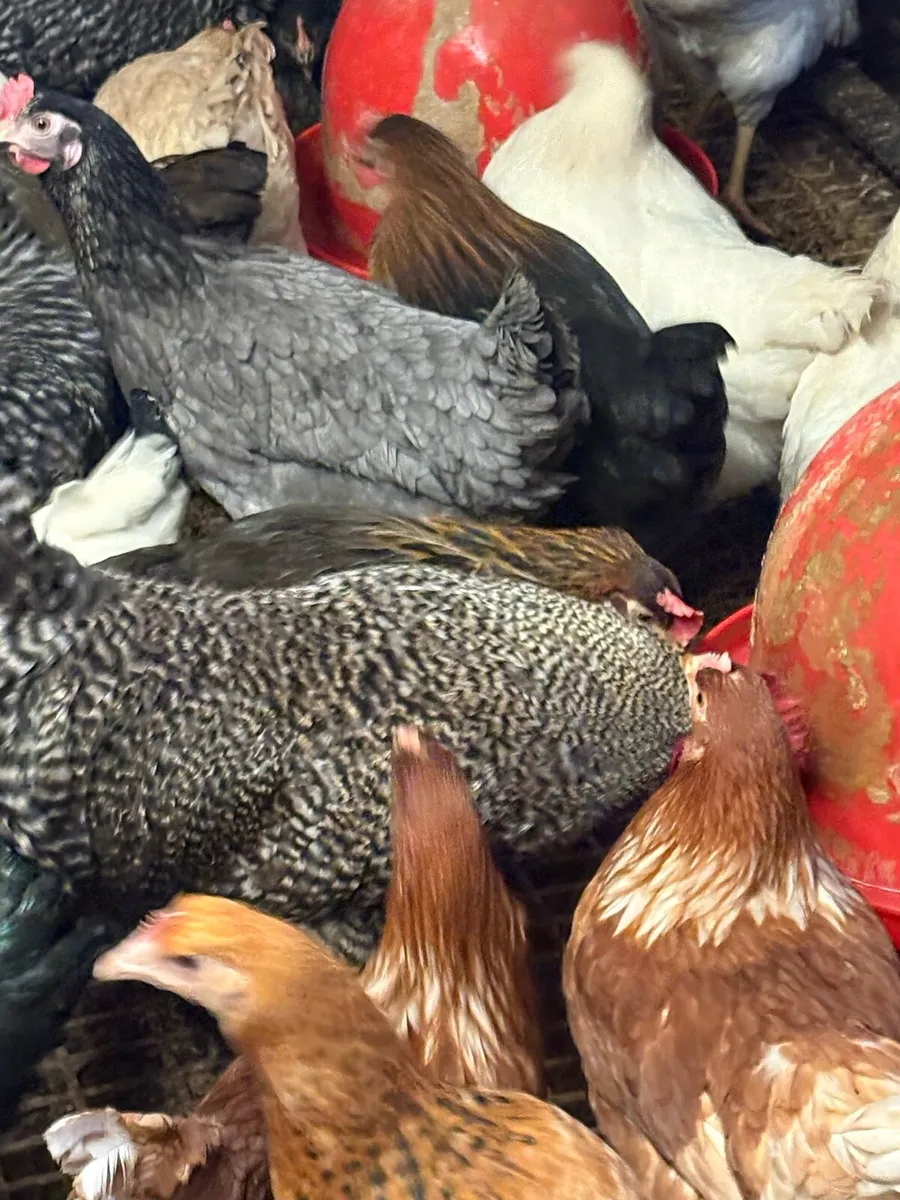 • Point Of Lay Pullets • - Image 4