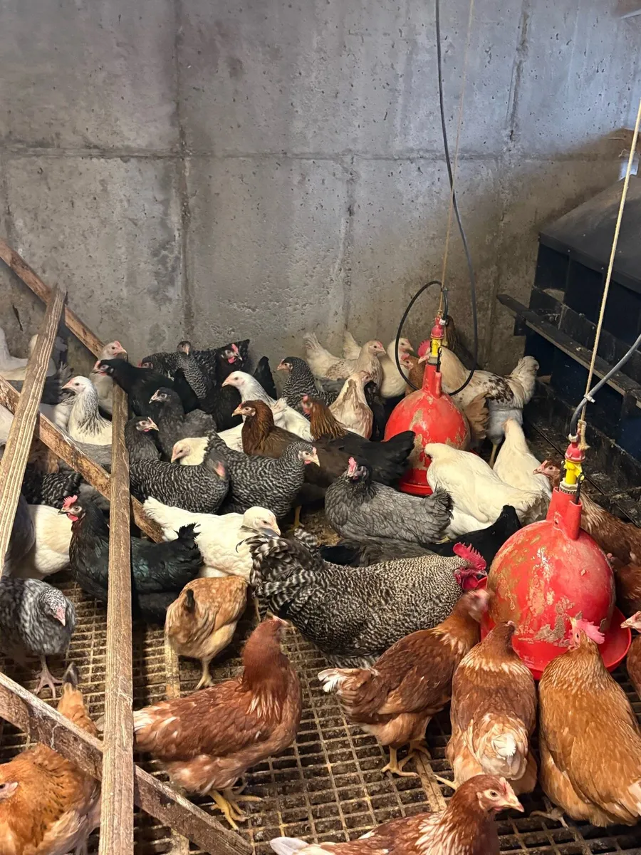 • Point Of Lay Pullets • - Image 1