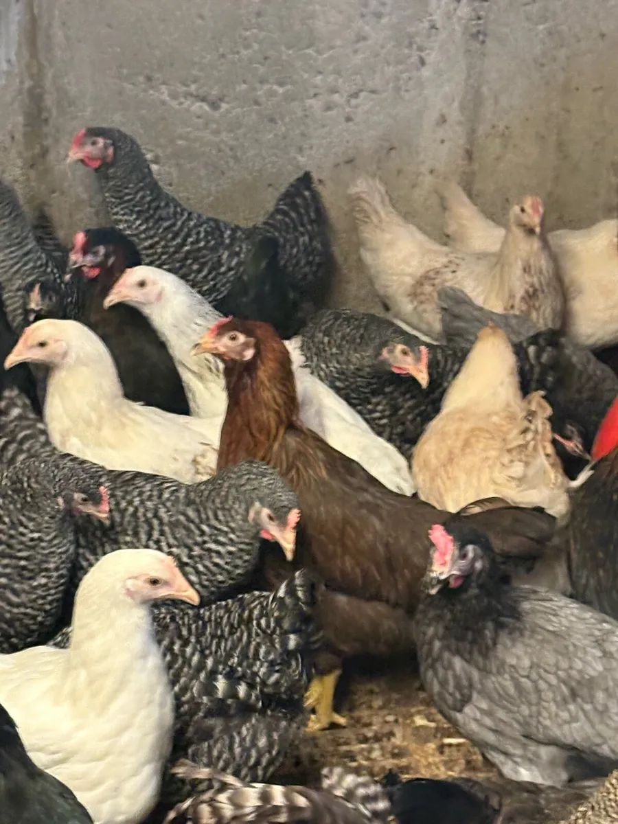 • Point Of Lay Pullets • - Image 2