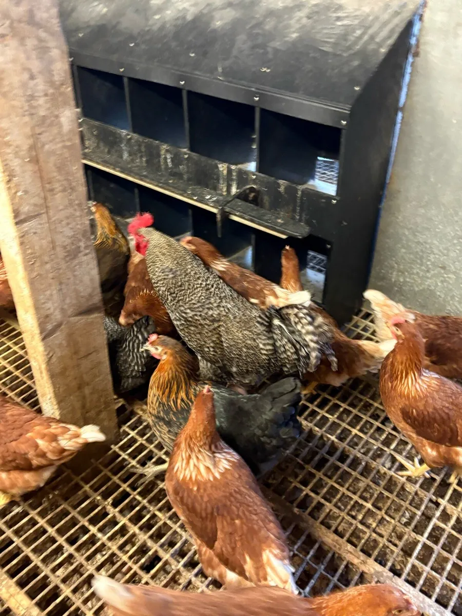 • Point Of Lay Pullets • - Image 3