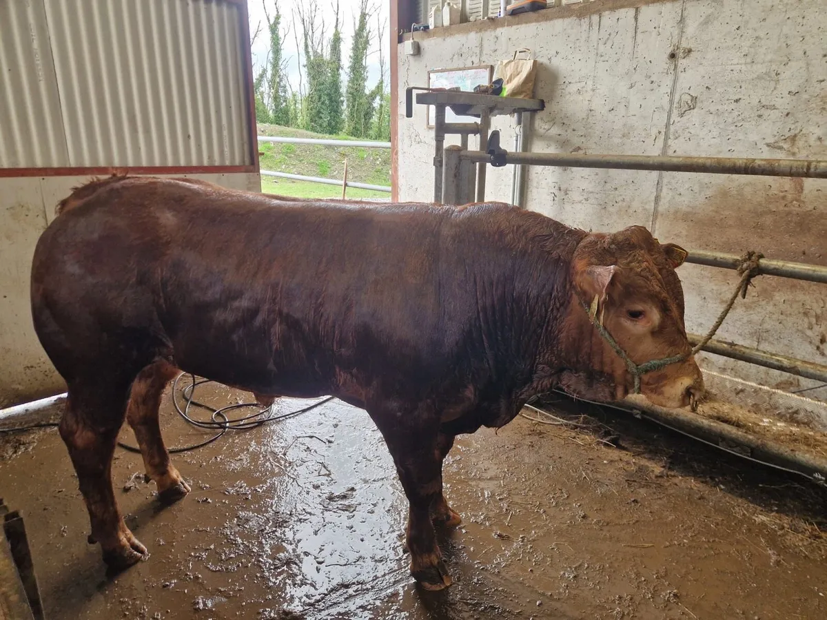 Pedigree Limousin Bulls *BALLINA MART LOT 25&26* - Image 2