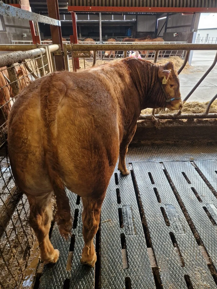 Pedigree Limousin Bulls *BALLINA MART LOT 25&26* - Image 3