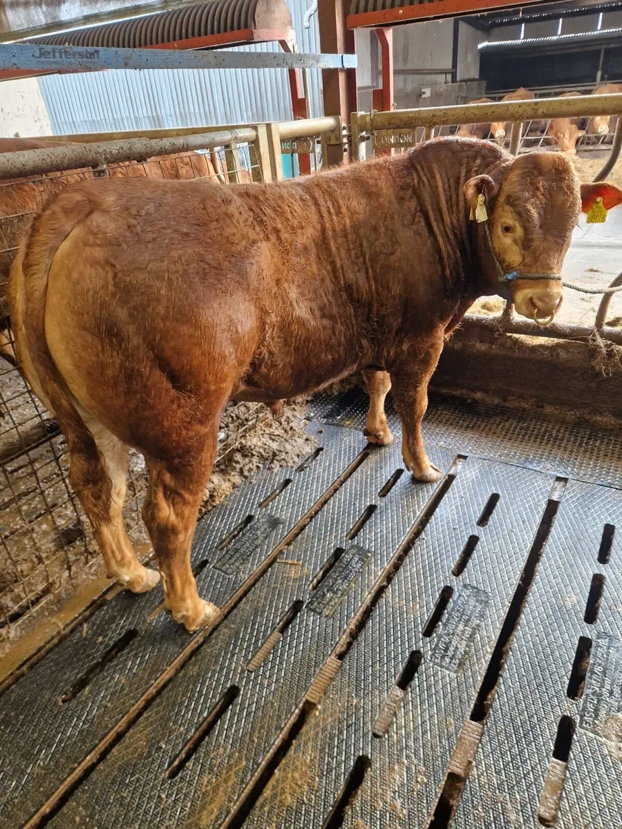 Pedigree Limousin Bulls *BALLINA MART LOT 25&26* - Image 1