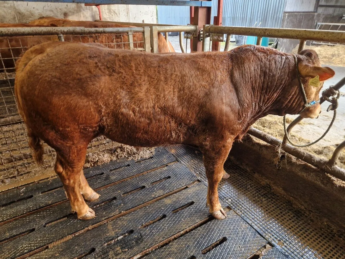 Pedigree Limousin Bulls *BALLINA MART LOT 25&26* - Image 4