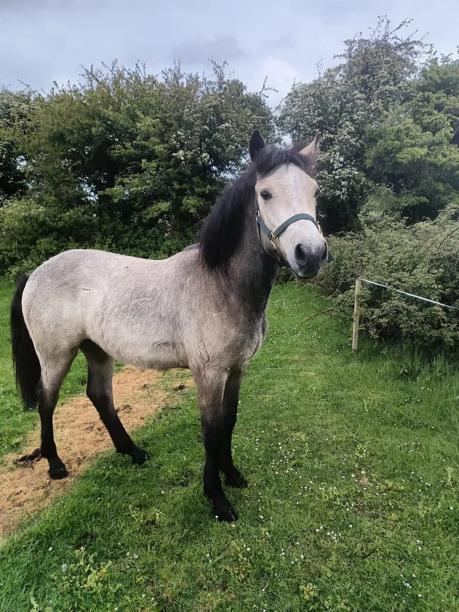 Dun Connemara yearling colt - Image 2