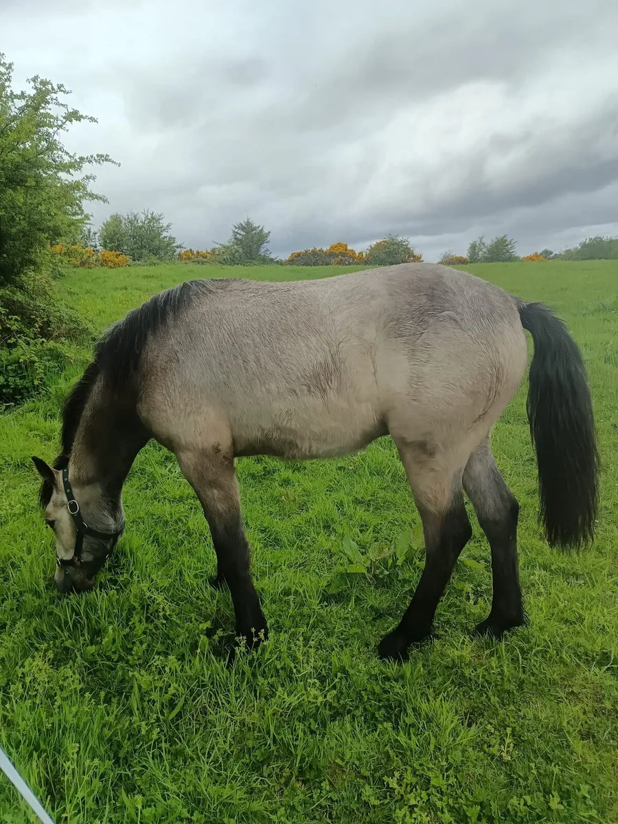 Dun Connemara yearling colt - Image 3