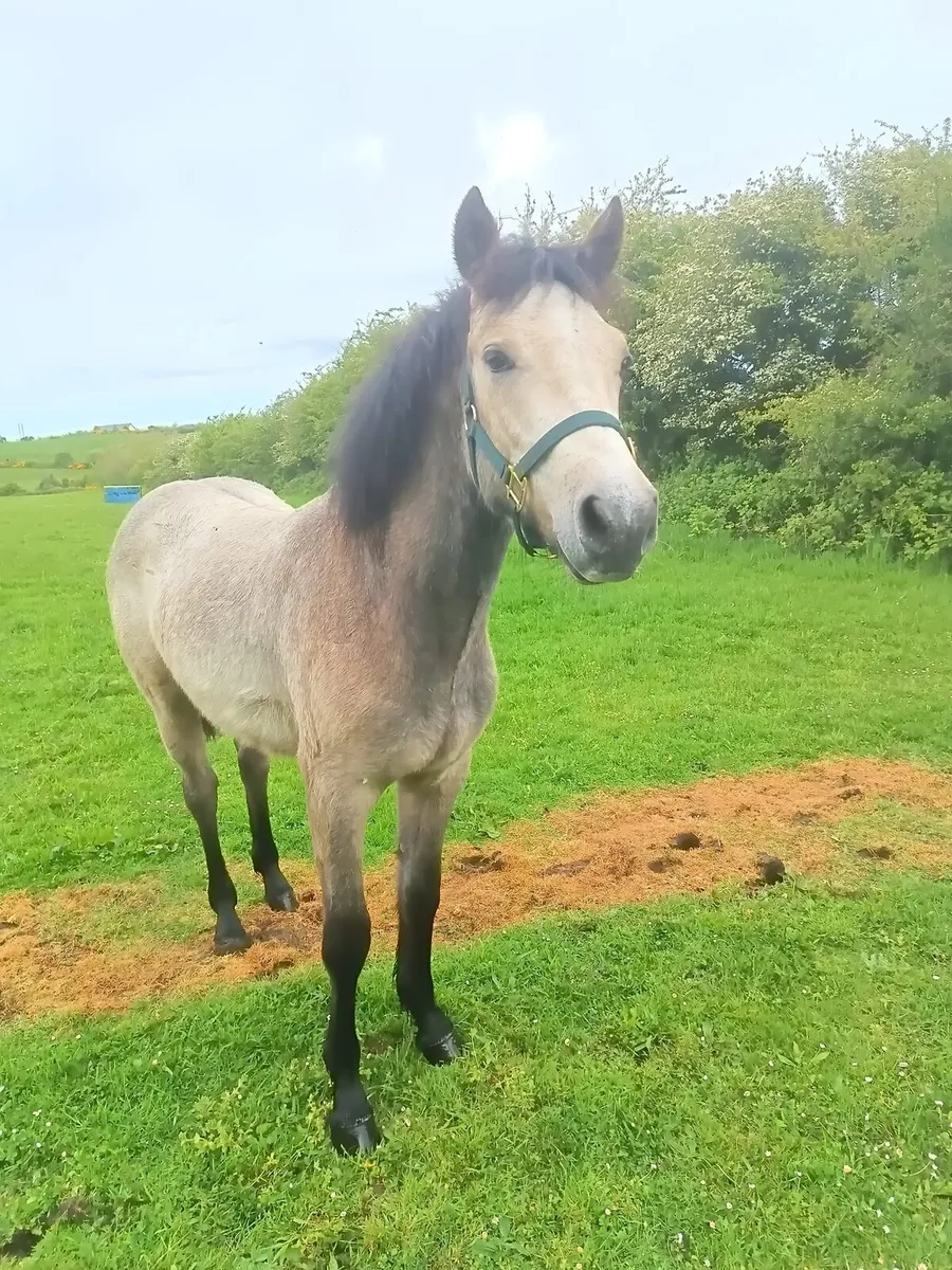 Dun Connemara yearling colt - Image 4