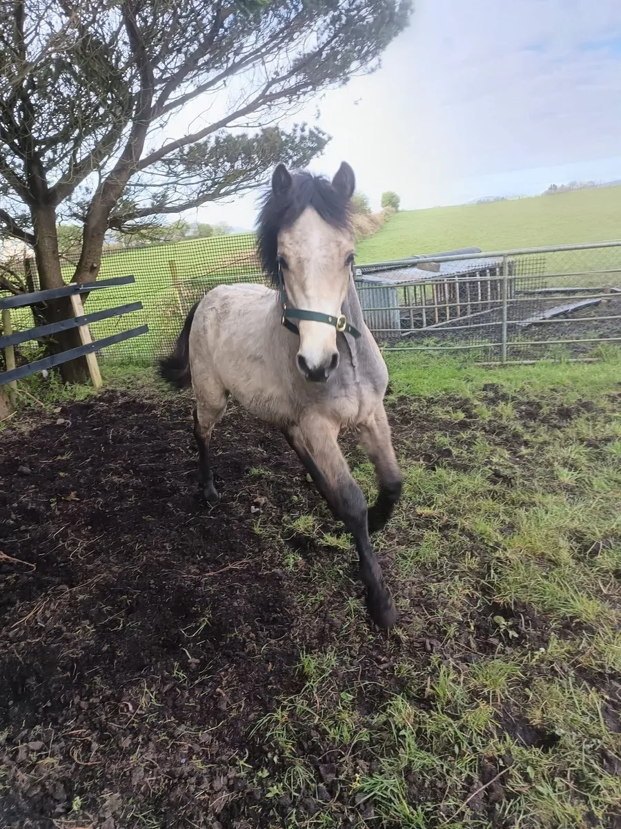 Dun Connemara yearling colt - Image 1