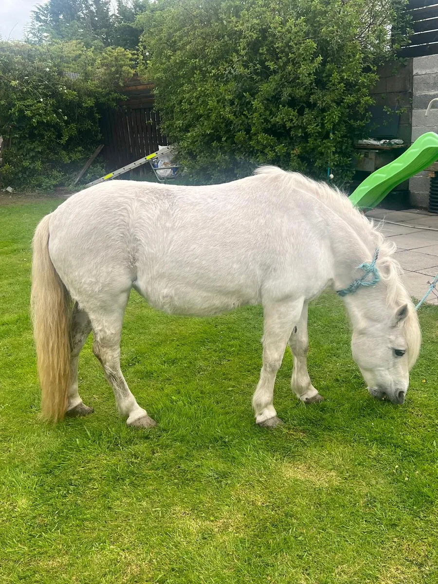 Pony - Image 2