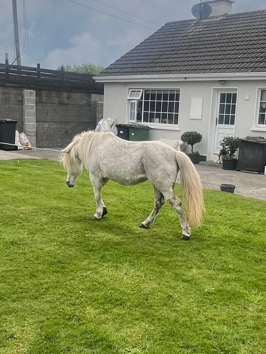 Pony - Image 3