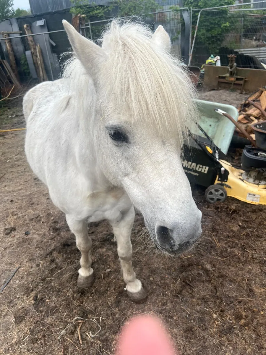 Pony - Image 4