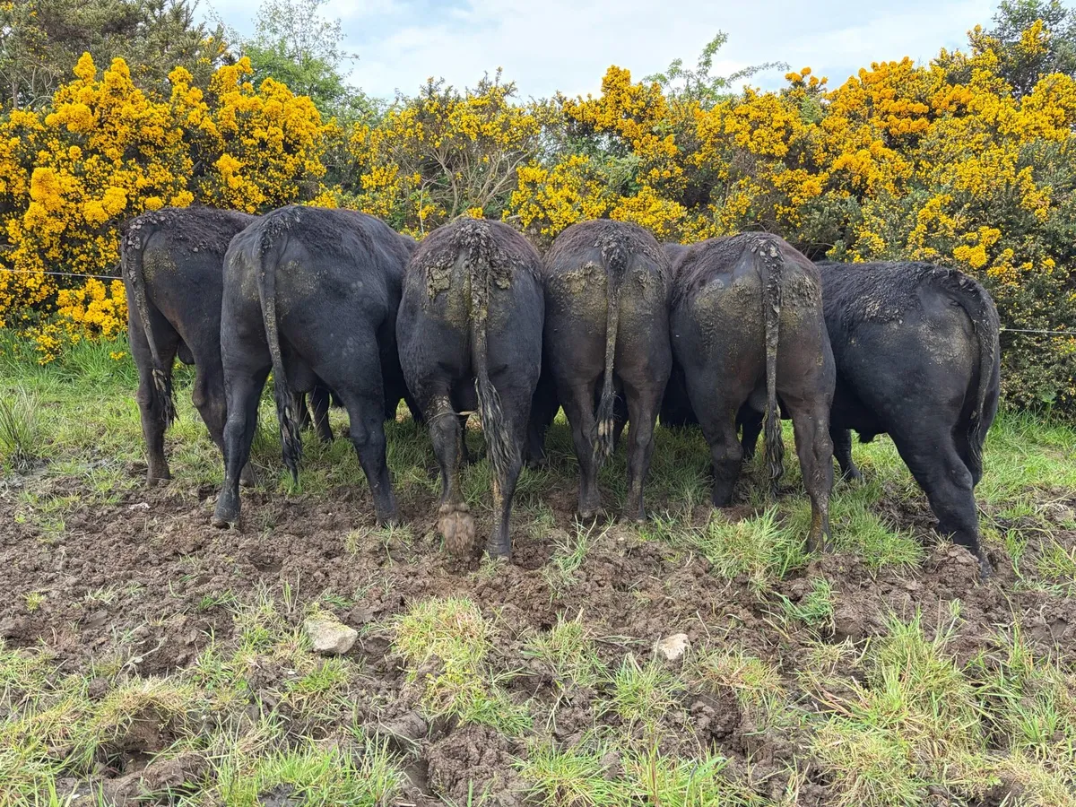 4 - 5 Star Pedigree Angus Bulls - Image 2
