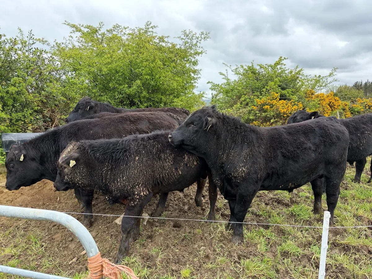 4 - 5 Star Pedigree Angus Bulls - Image 3
