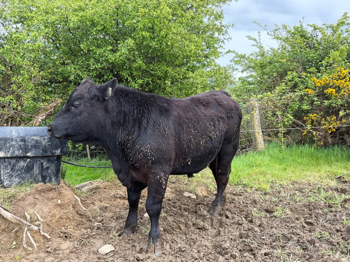 4 - 5 Star Pedigree Angus Bulls - Image 1