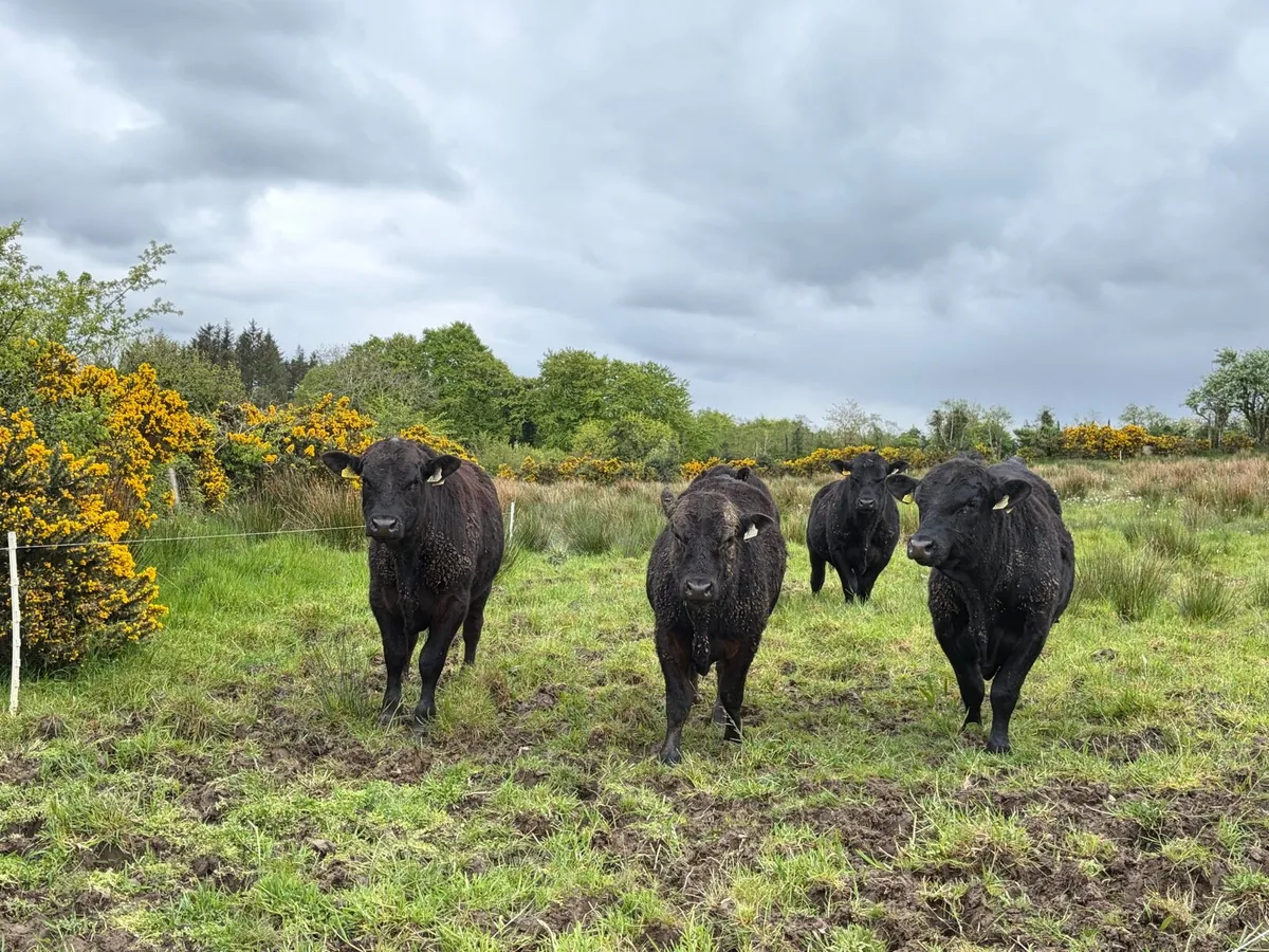 4 - 5 Star Pedigree Angus Bulls - Image 4
