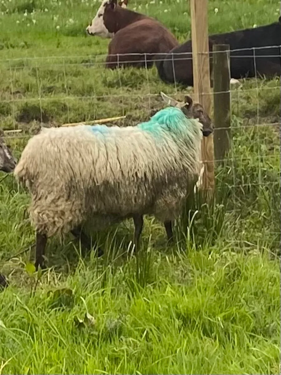 1 Hogget showing in lamb - Image 1