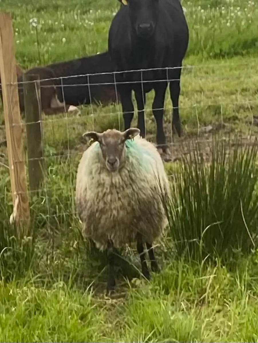 1 Hogget showing in lamb - Image 2