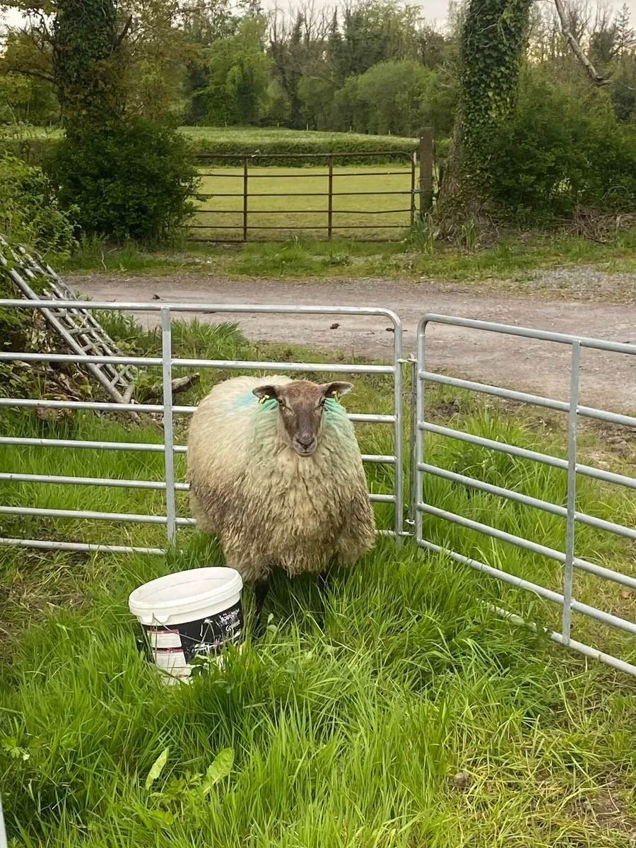 1 Hogget showing in lamb - Image 3