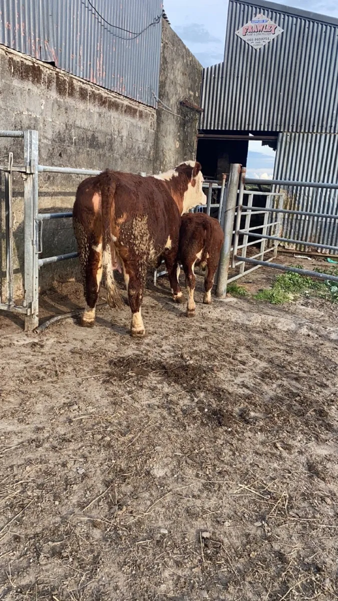 Pedigree Hereford first calver with calf - Image 2