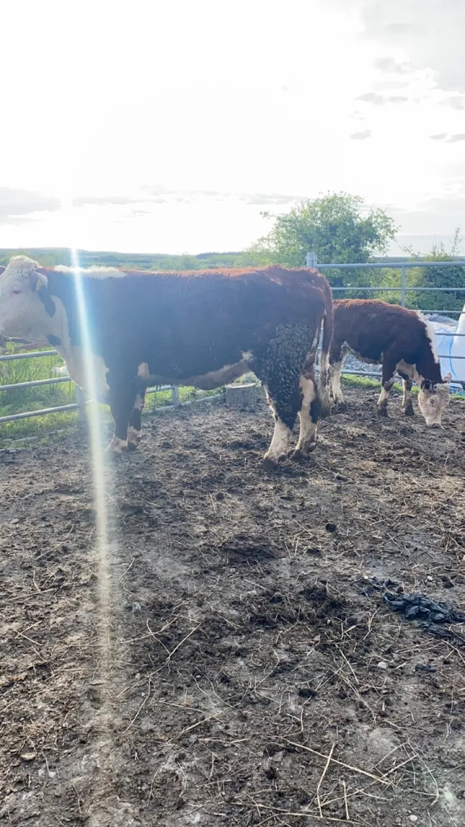 Pedigree Hereford first calver with calf - Image 4