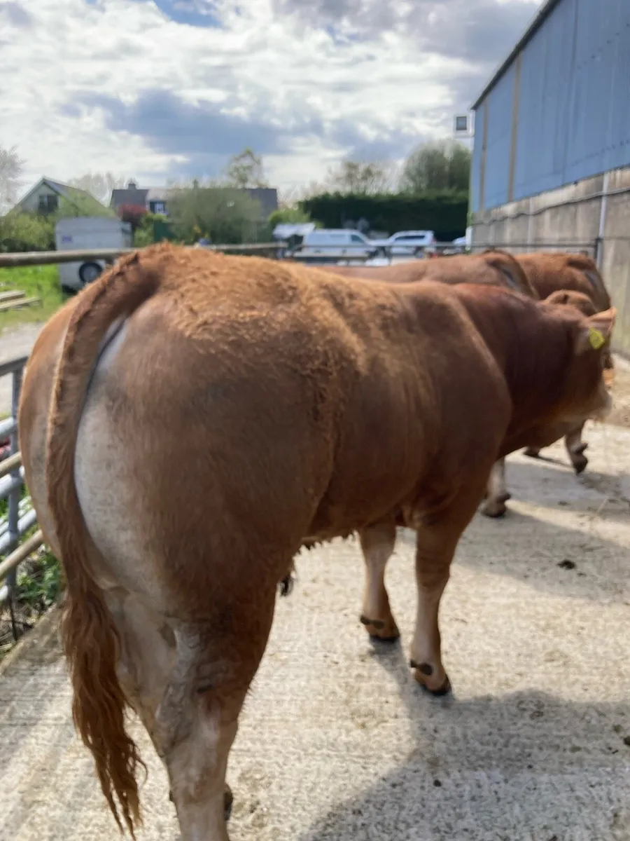 Limousine Bulls - Image 1