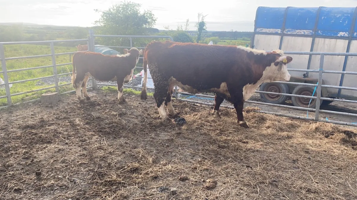 Pedigree Hereford first calver with calf - Image 3