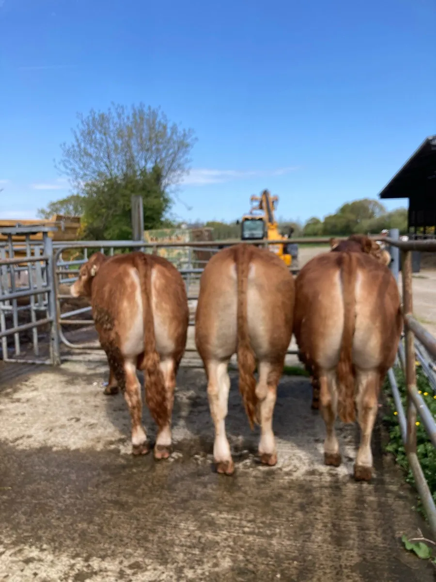 Limousine Bulls - Image 3