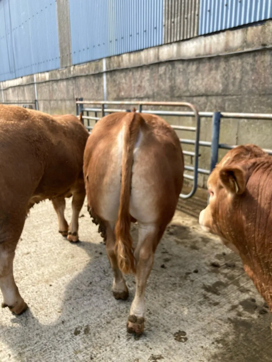 Limousine Bulls - Image 4