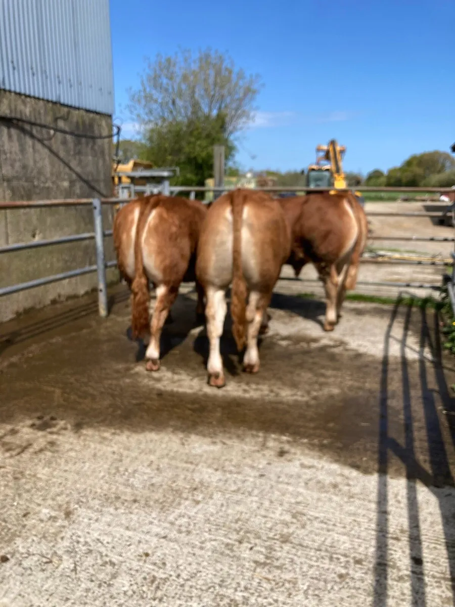 Limousine Bulls - Image 2