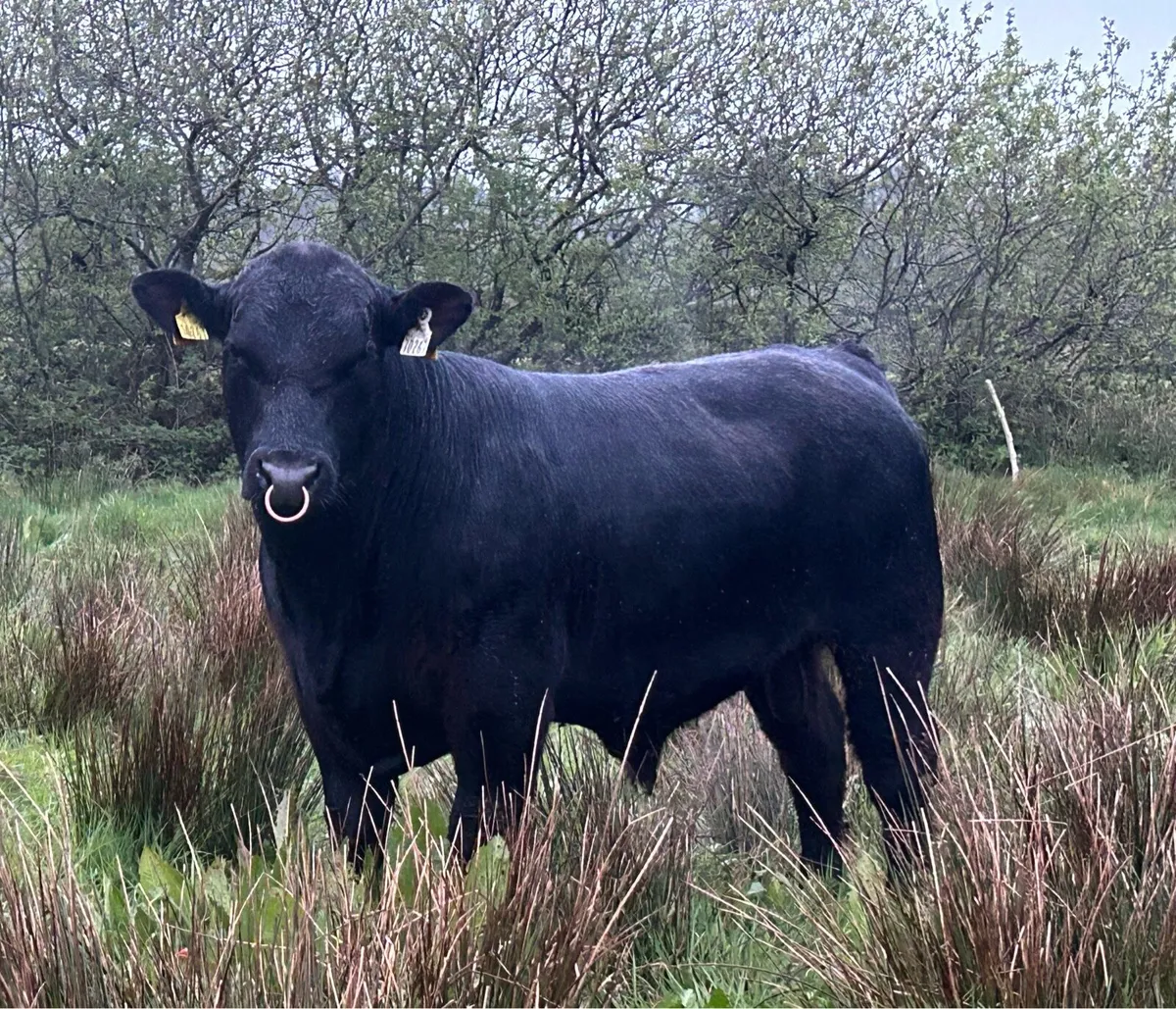 Quality PBR Angus Bulls - Image 1