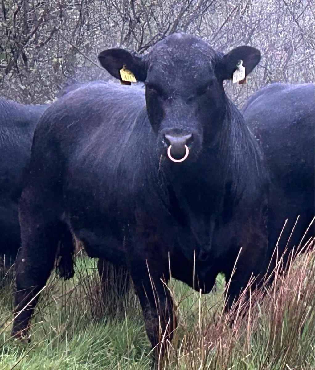 Quality PBR Angus Bulls - Image 2