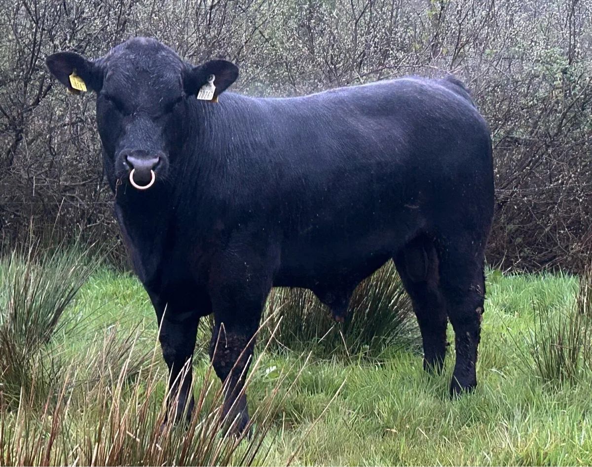 Quality PBR Angus Bulls - Image 3