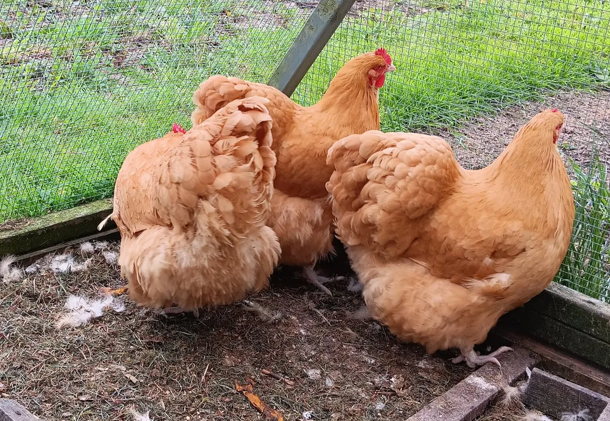 Buff Orpington Hens - Image 2