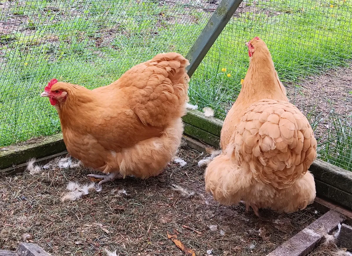 Buff Orpington Hens - Image 3