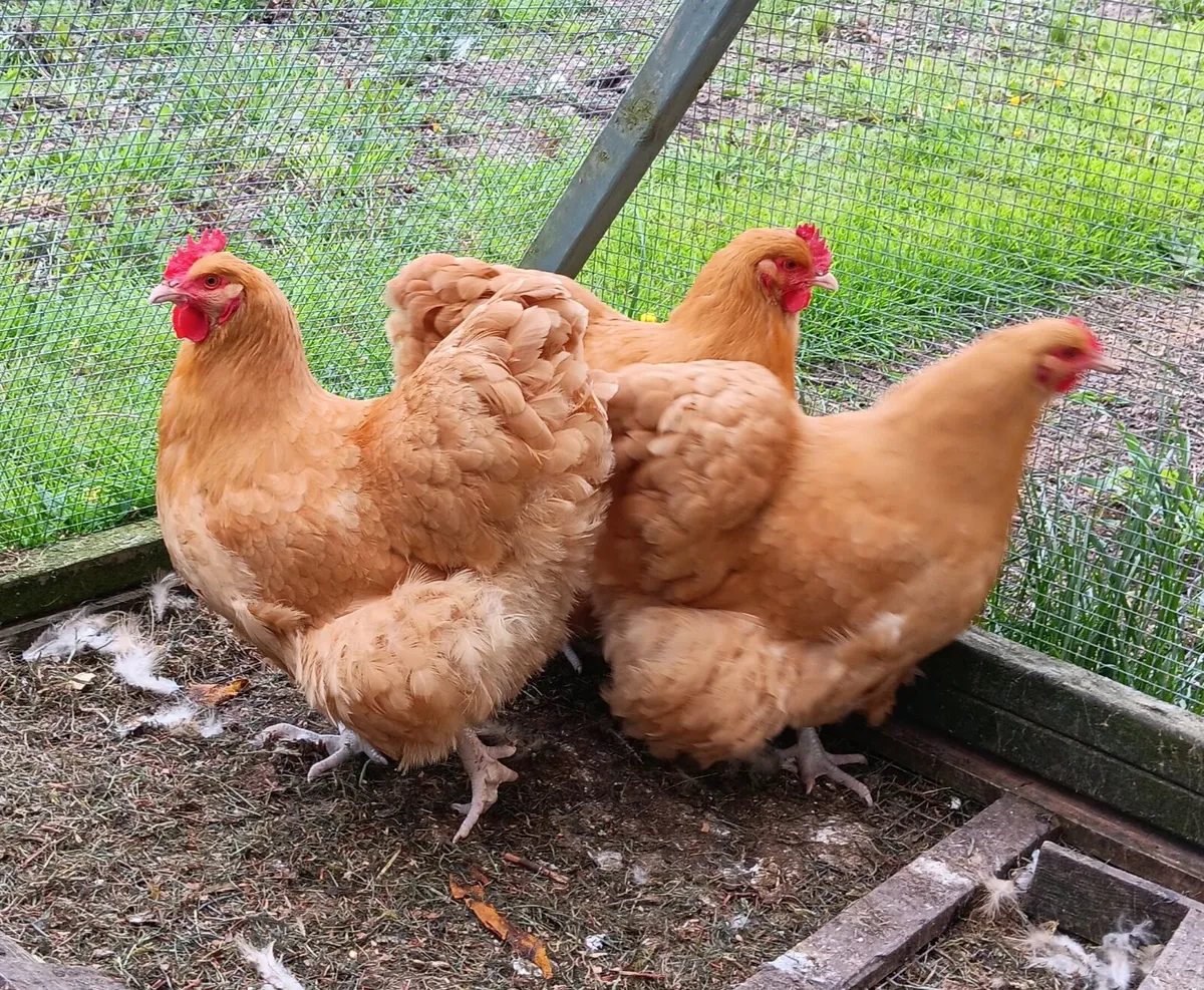 Buff Orpington Hens - Image 1