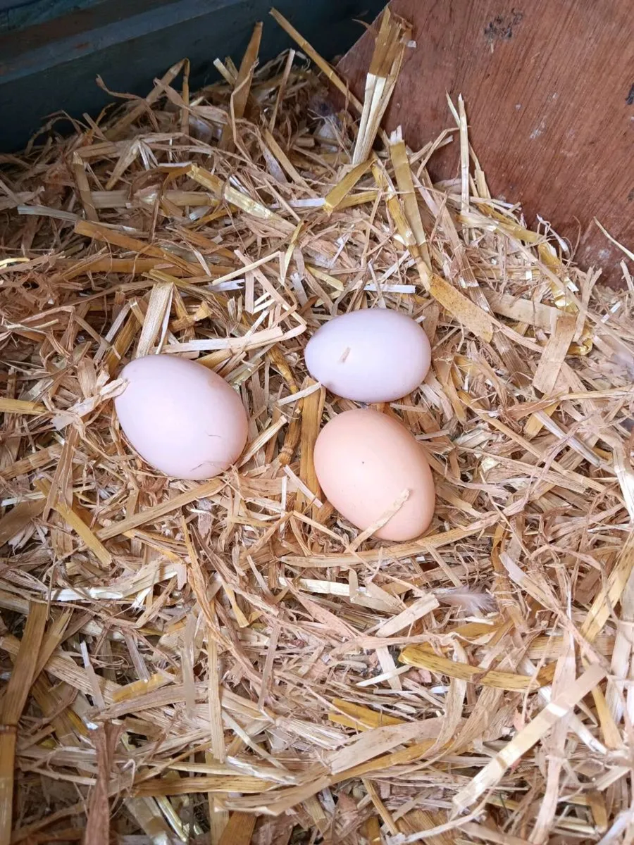 Buff Orpington Hens - Image 4