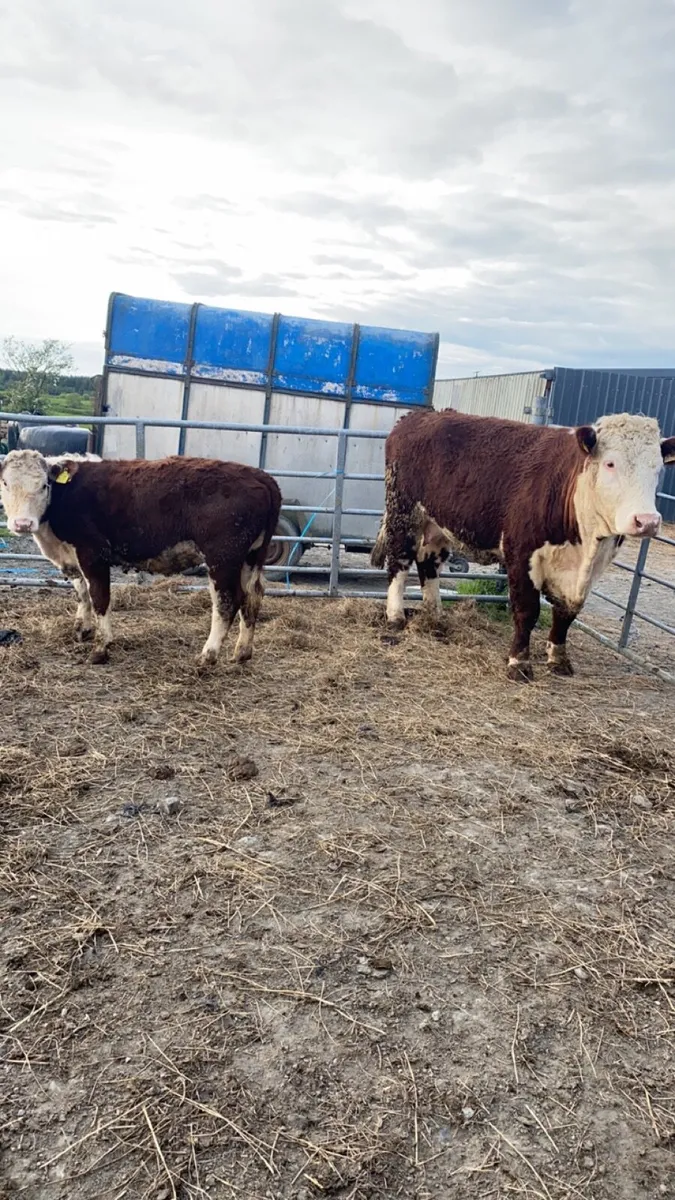 Pedigree Hereford first calver with calf - Image 1