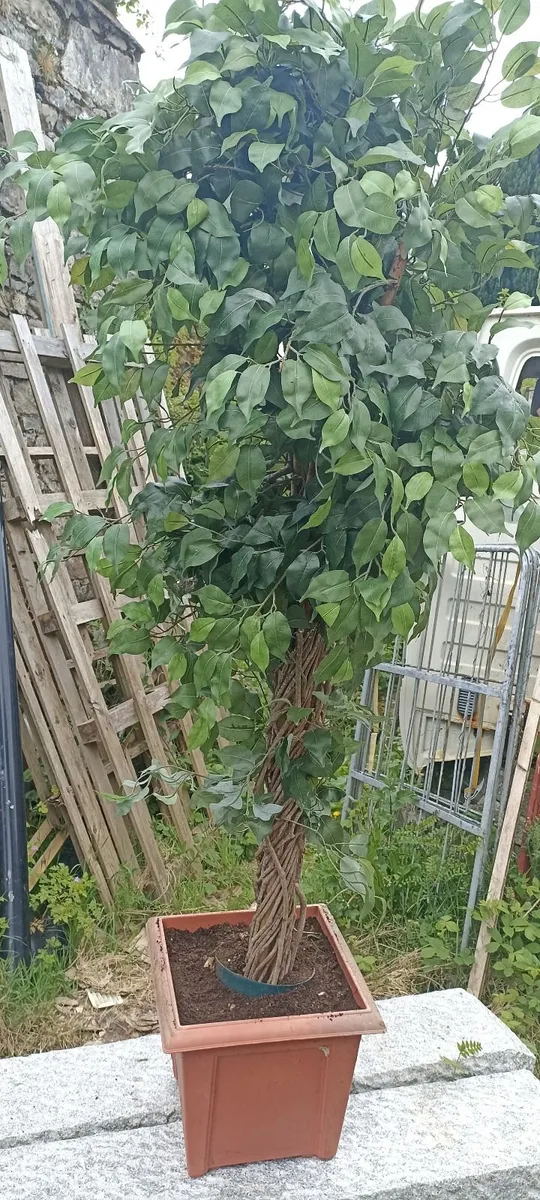Pair of Ornamental Trees - Image 3