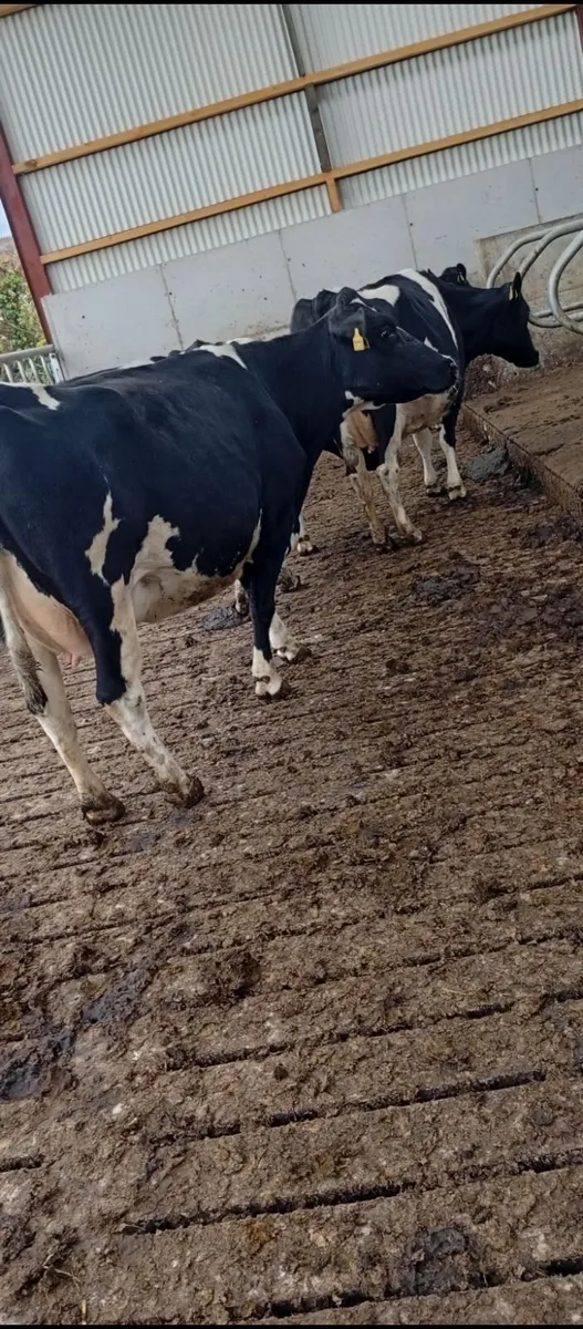 5 young May calvers - Image 3