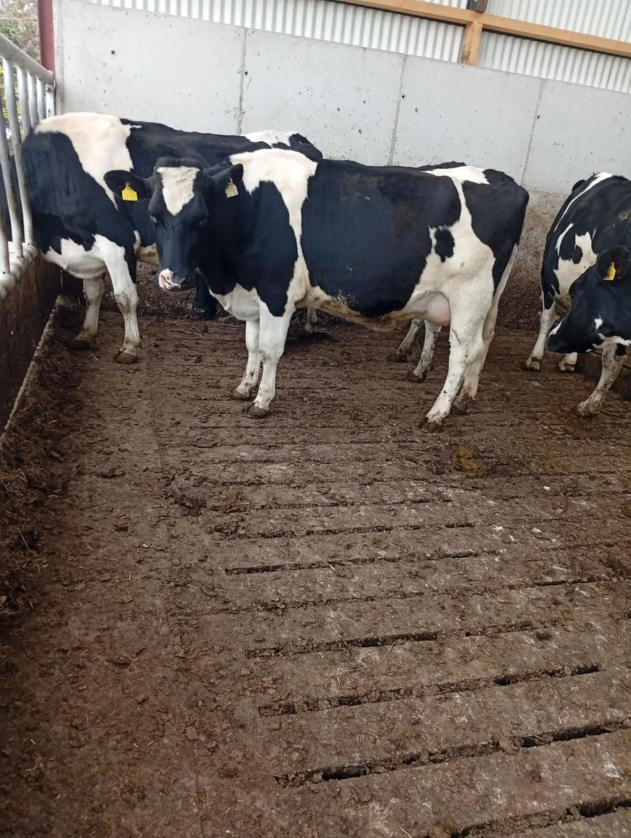 5 young May calvers - Image 2