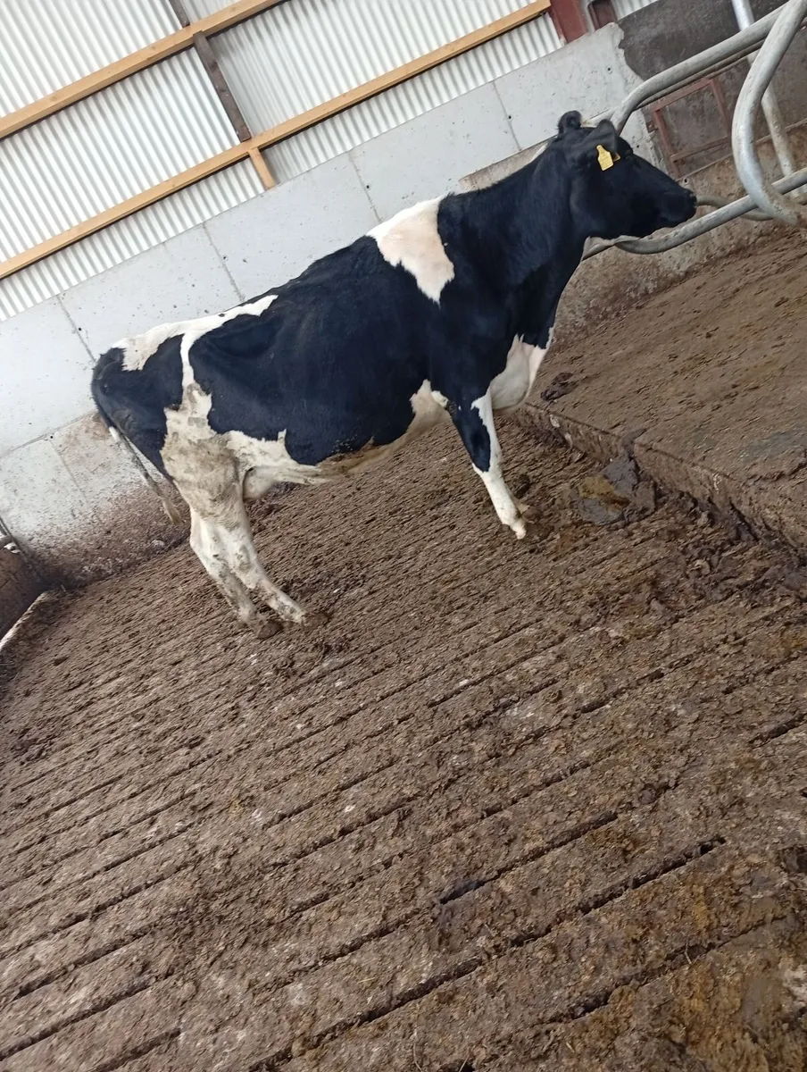 5 young May calvers - Image 4