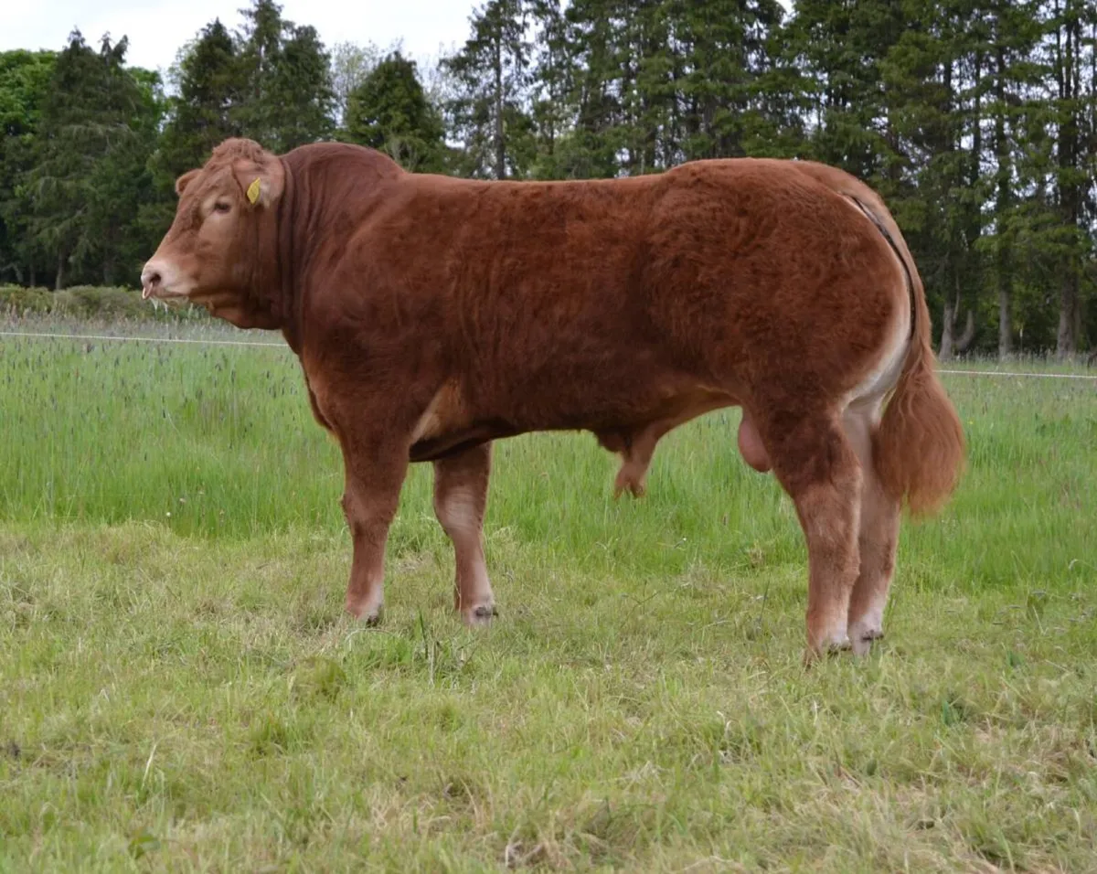 Limousin Bulls For Sale - Image 1