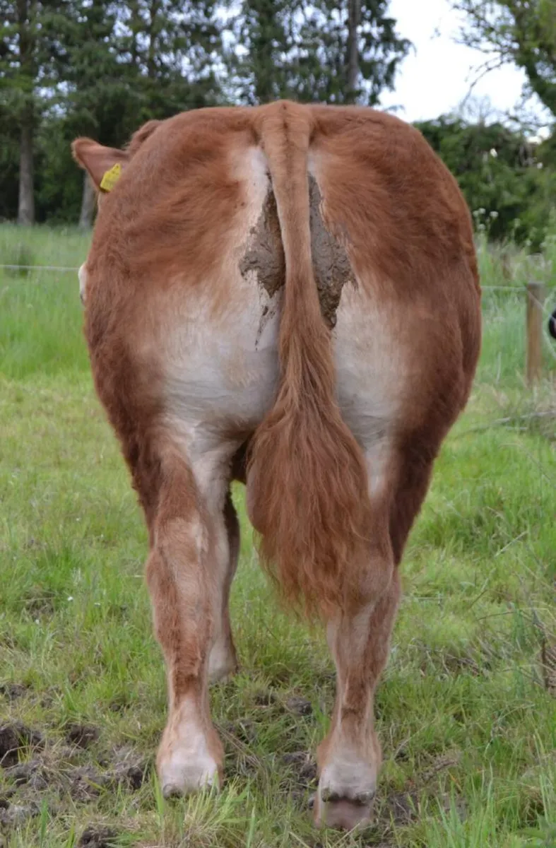 Limousin Bulls For Sale - Image 2